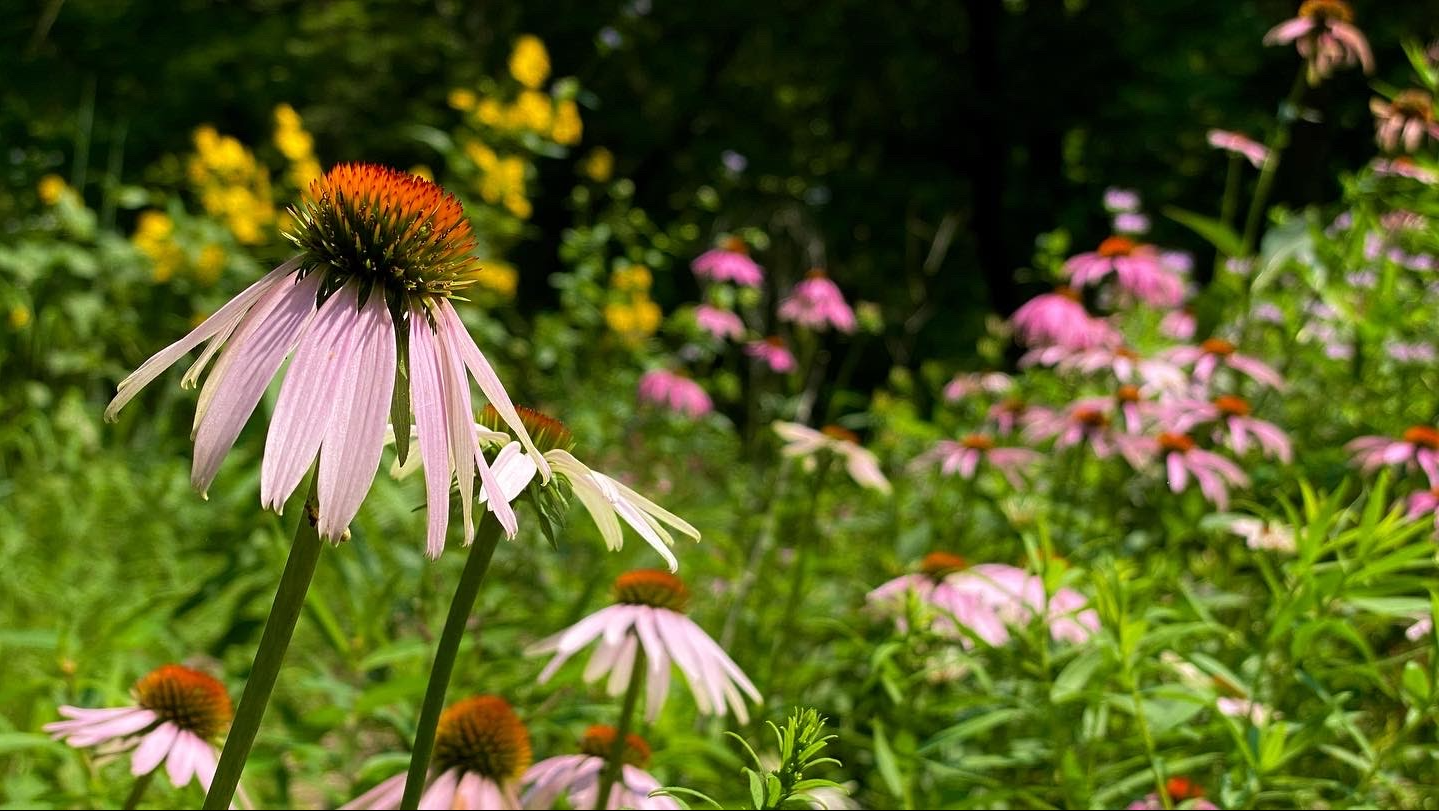 Detroit Wildflower Nursery photo 2