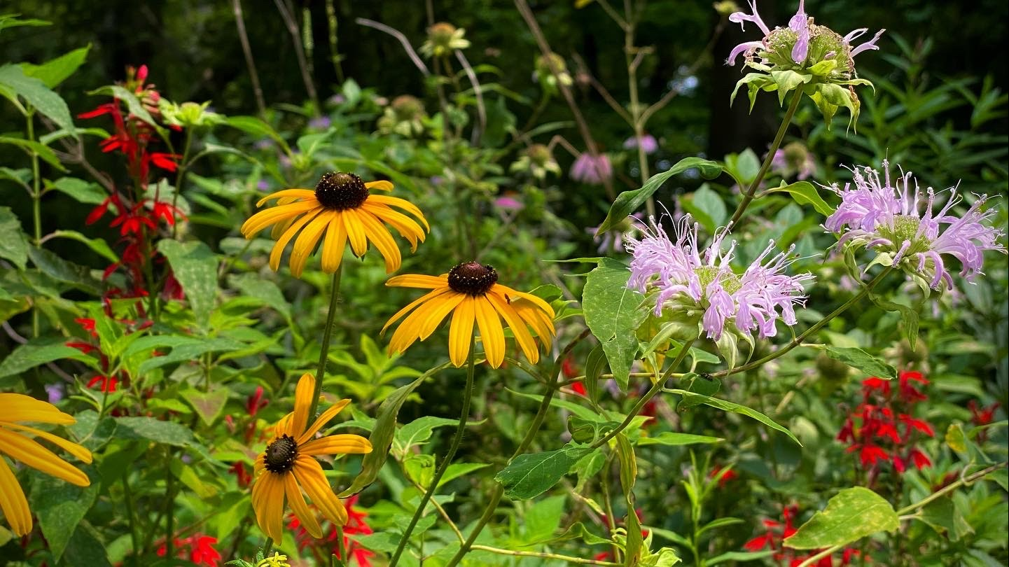 Detroit Wildflower Nursery photo 4