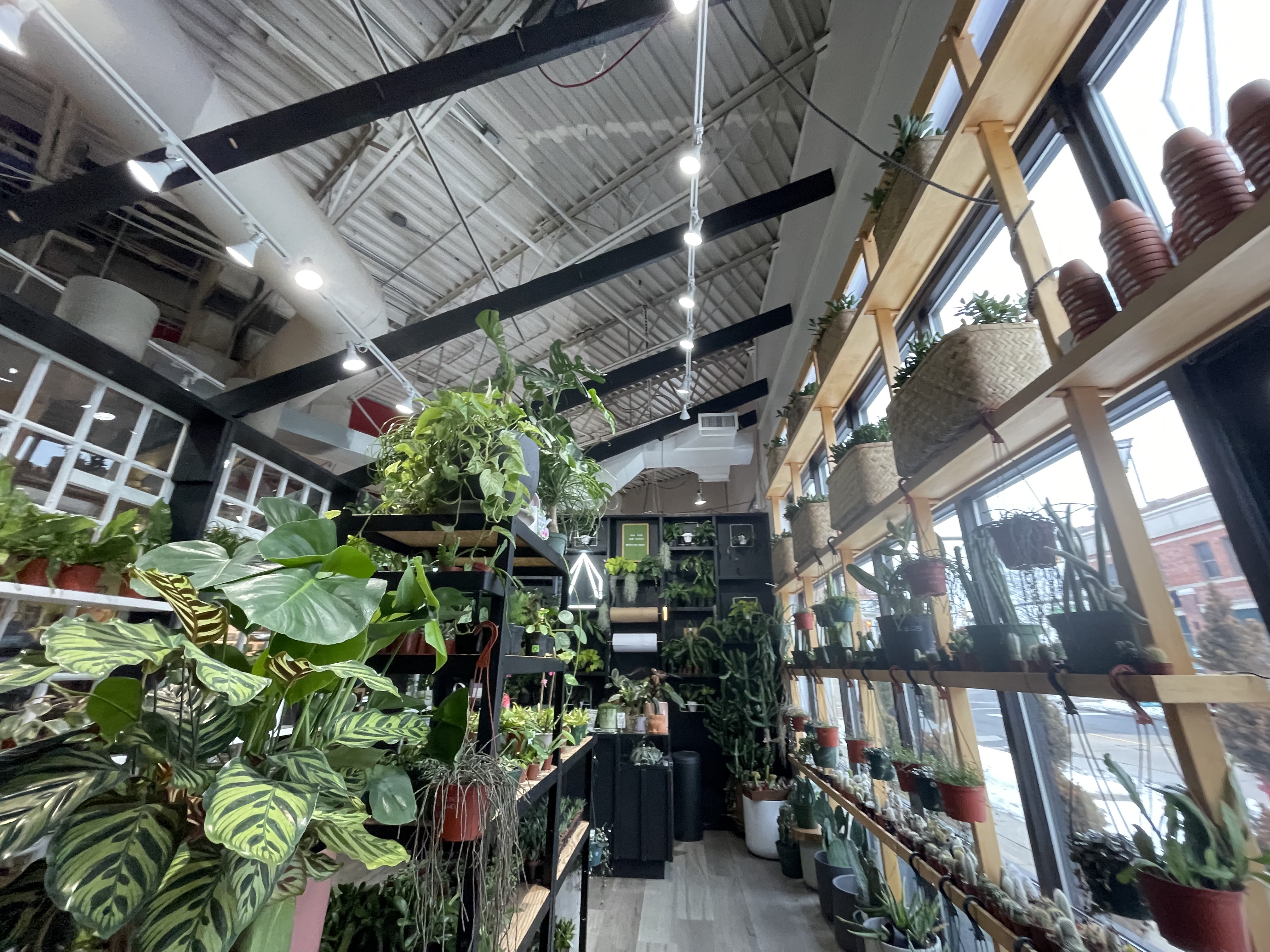 The Plant House photo 4