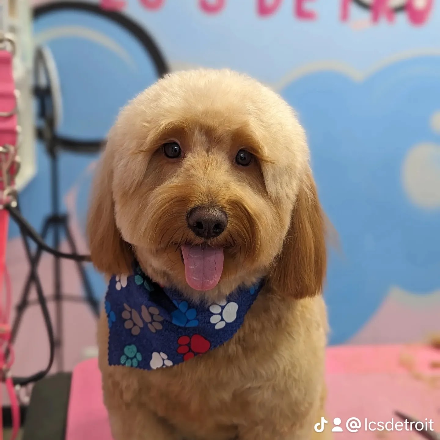 LC'S Detroit Pet Salon photo 2