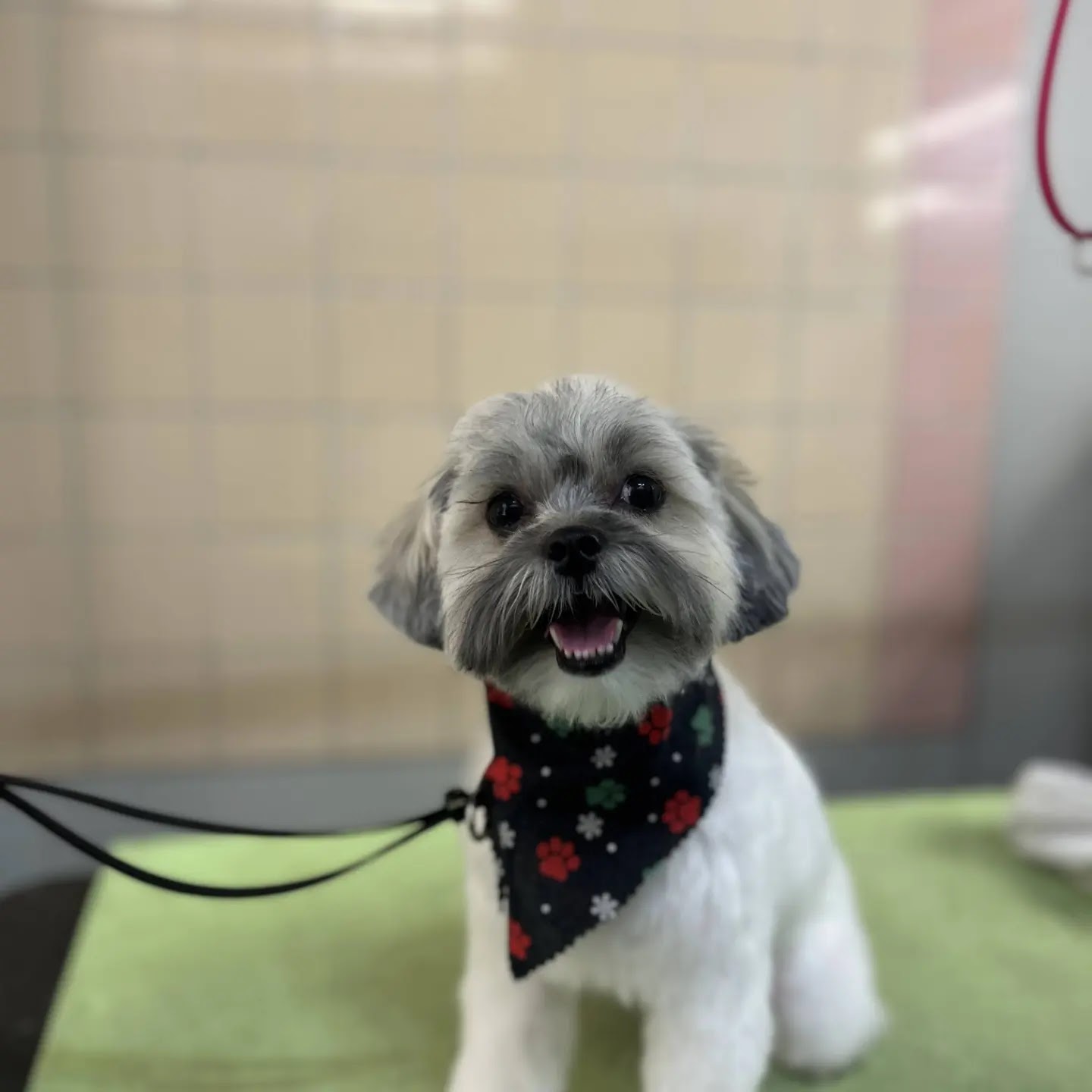 LC'S Detroit Pet Salon photo 3
