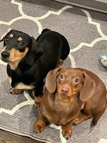 LC'S Detroit Pet Salon photo 4
