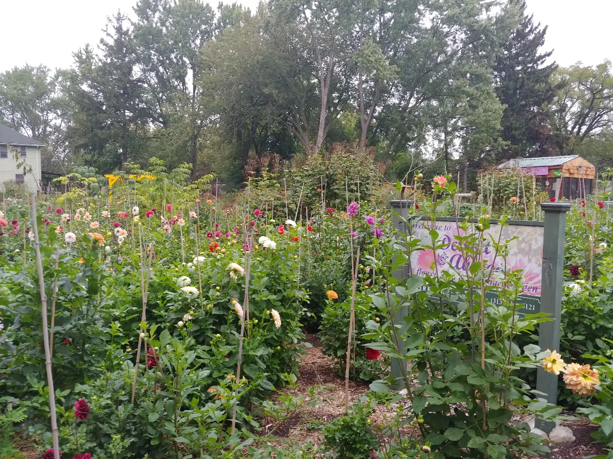 Detroit Abloom photo 1
