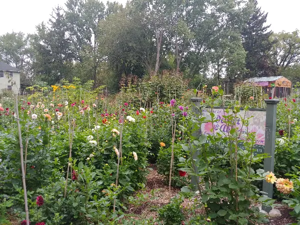 Detroit Abloom