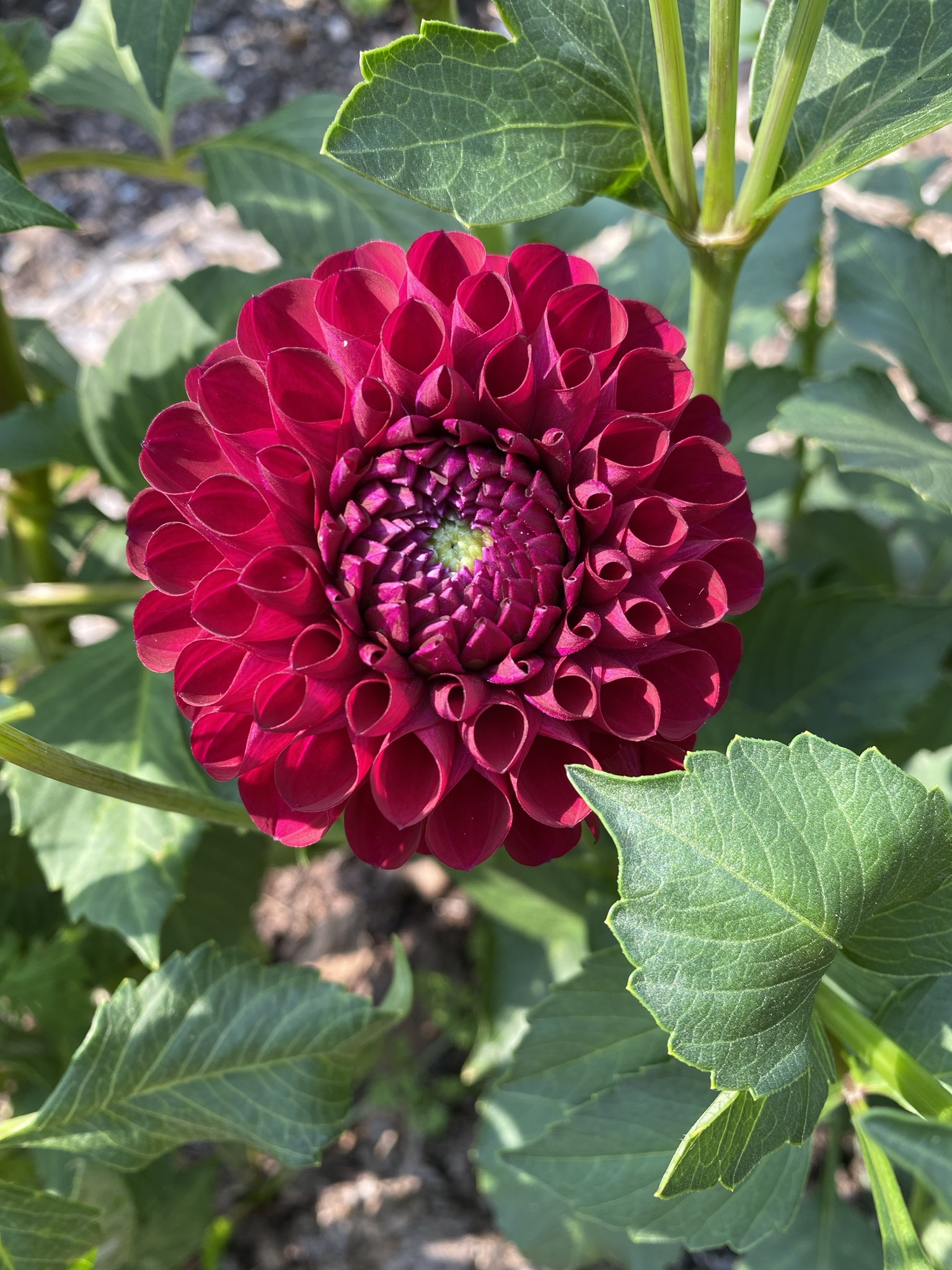 Detroit Abloom photo 2