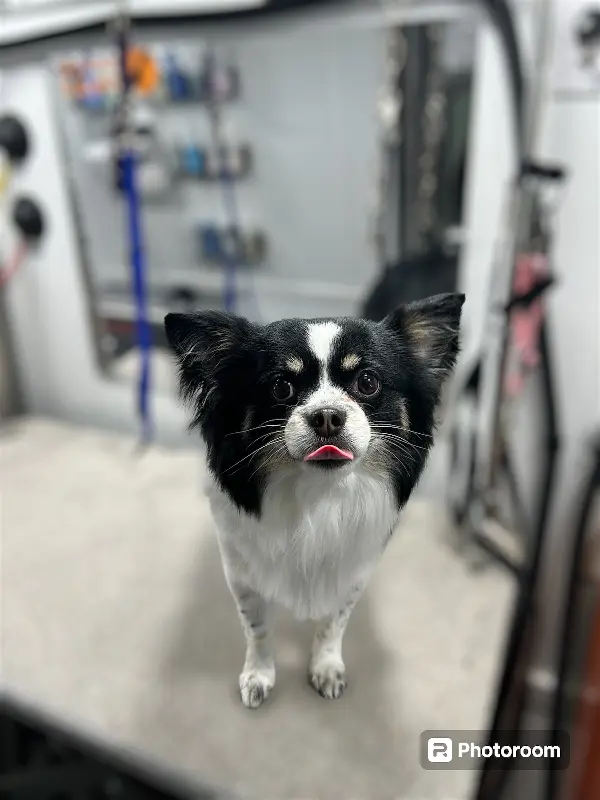 Furry Land Mobile Grooming Detroit