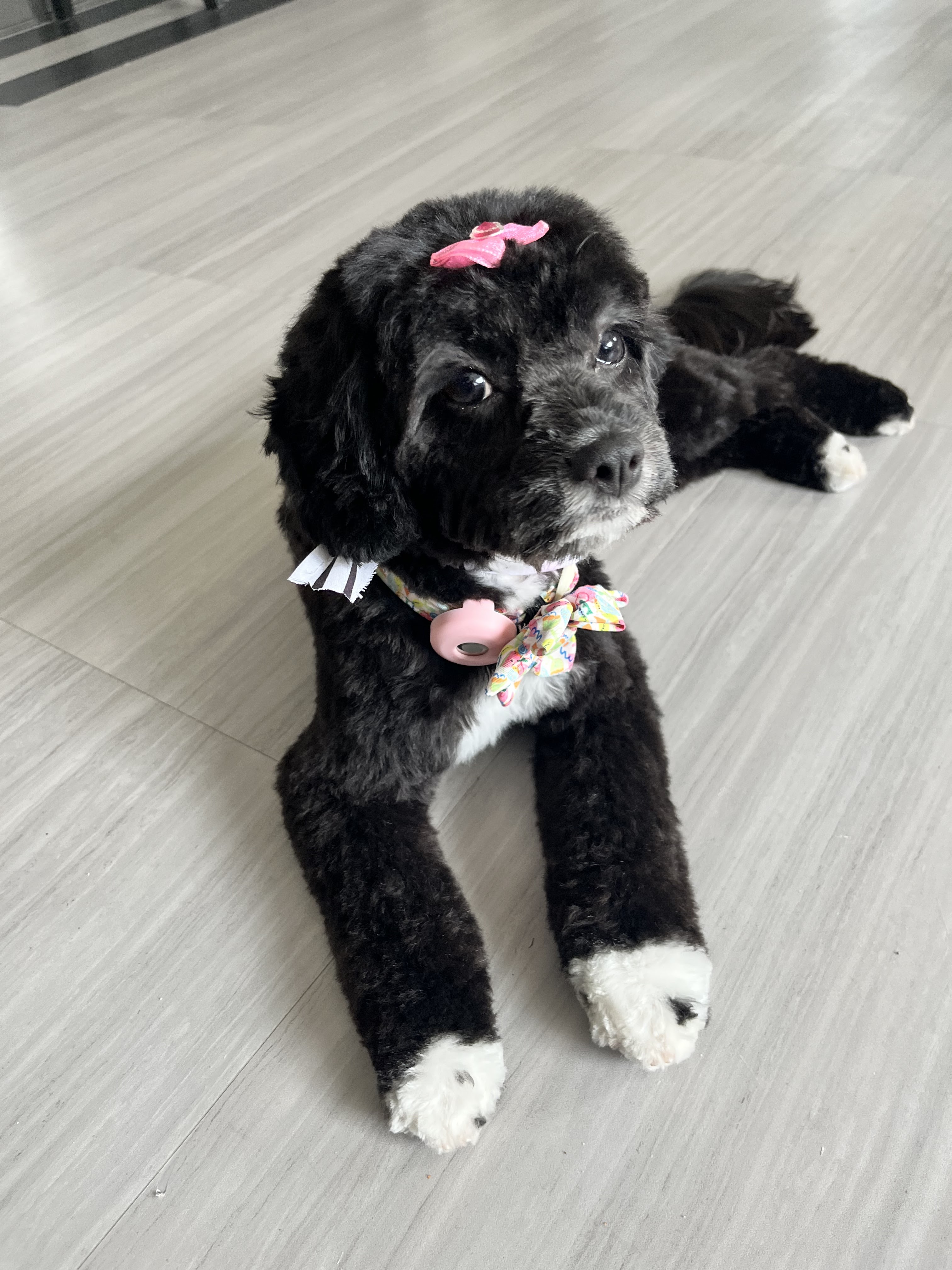 Puppy Cutz photo 2