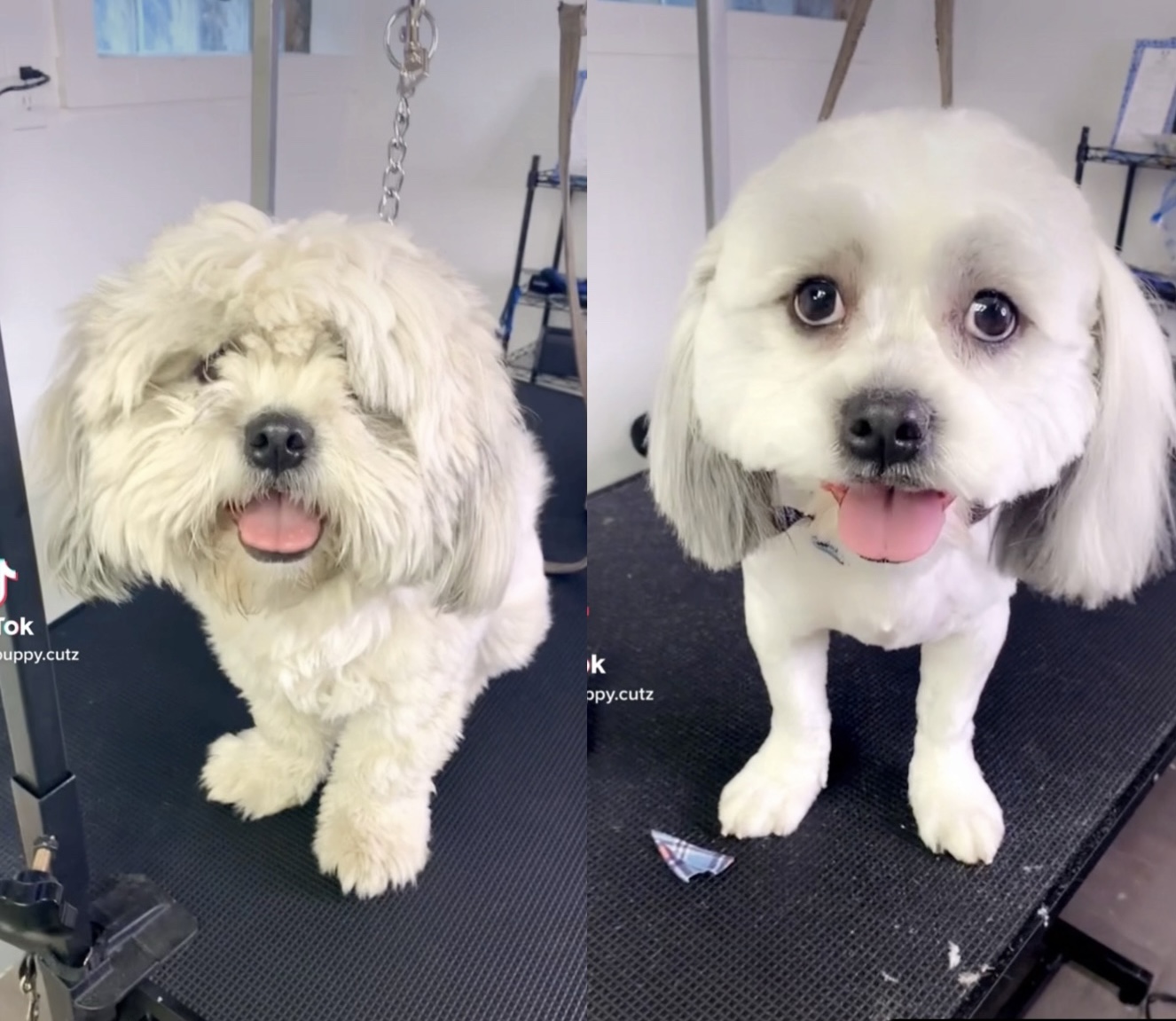 Puppy Cutz photo 3
