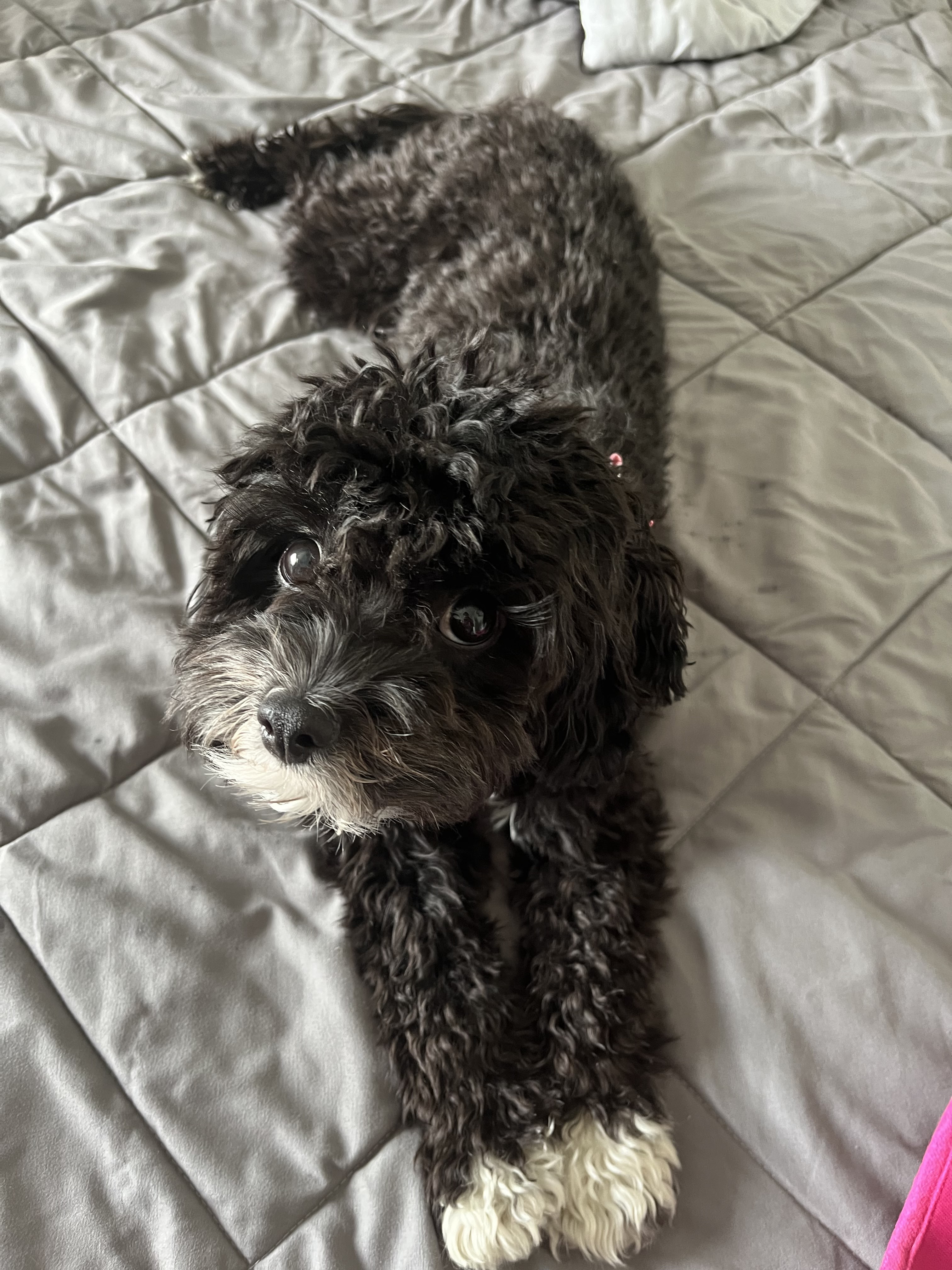 Puppy Cutz photo 4