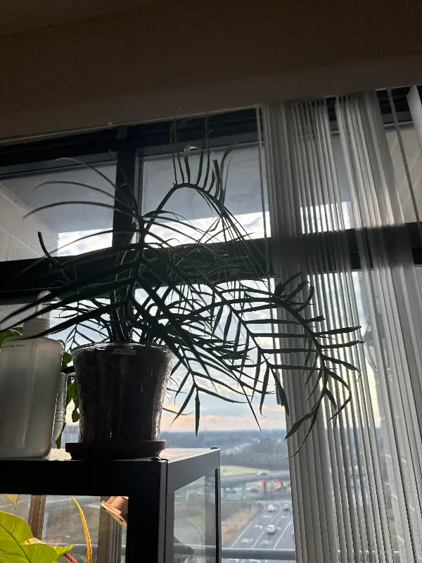 Rare Plant Fairy