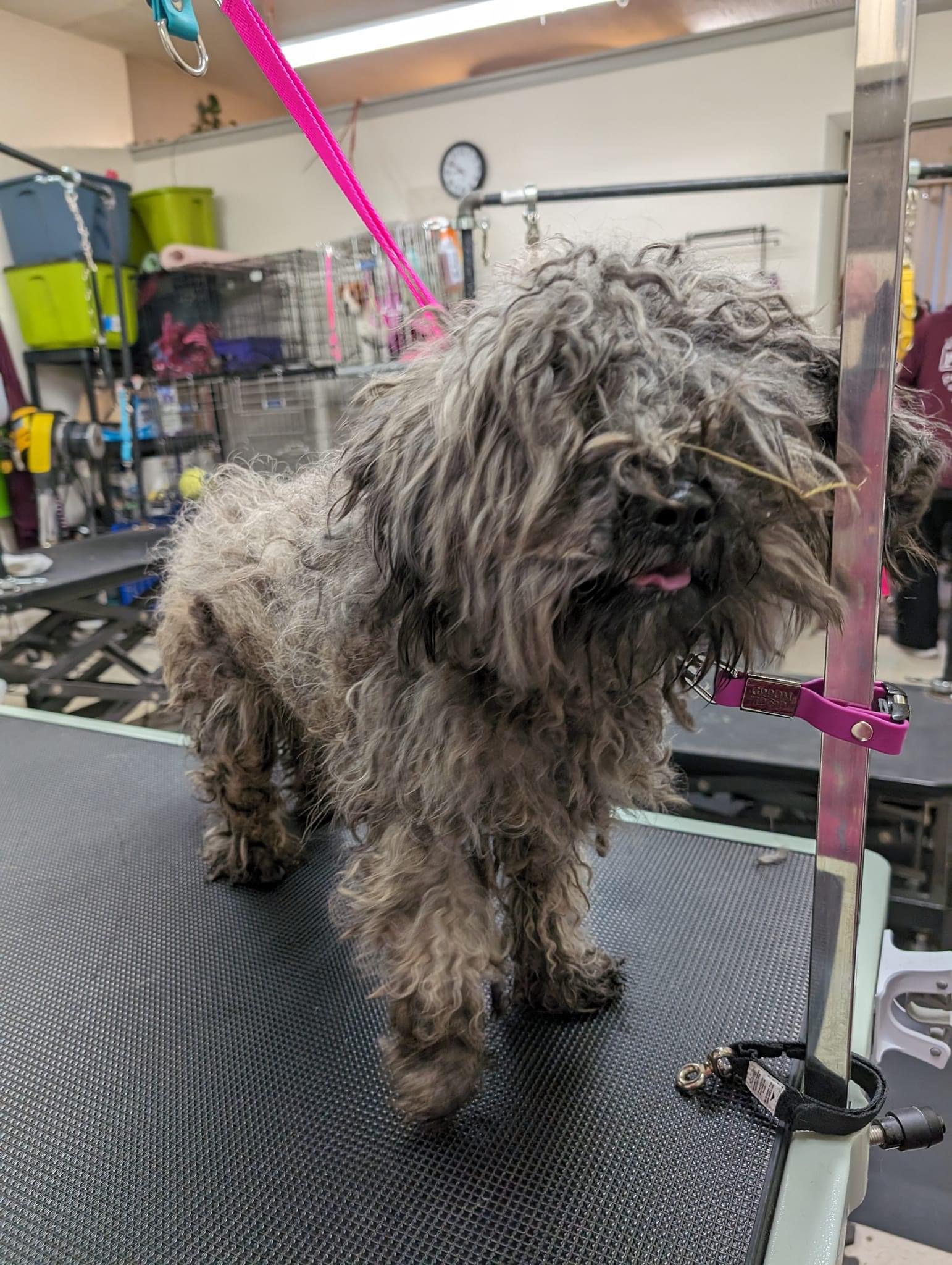 Grosse Pointe Pet Salon photo 2