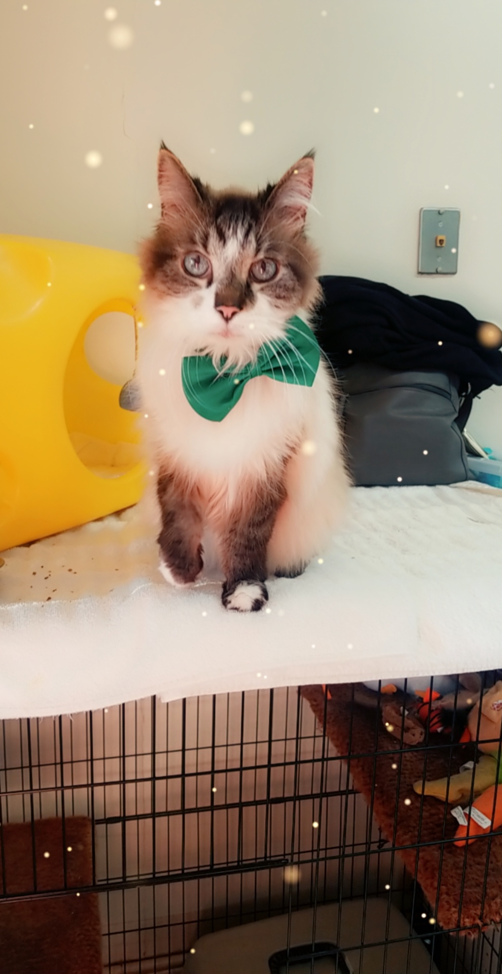 Grosse Pointe Pet Salon photo 4
